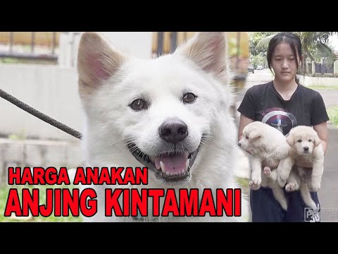 Video: Lima Kebohongan Teratas Yang Diceritakan Toko Anak Anjing