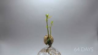 Relaxing Time Lapse of Acorn Growing