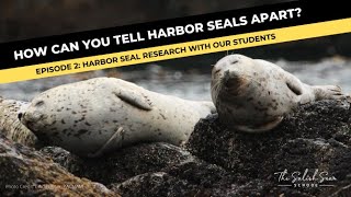 RESEARCH: How can you tell seals apart?