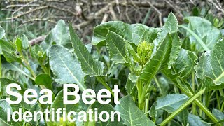 Sea Beet Identification (Beta vulgaris spp. maritima)