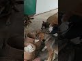 This Thai Monk feed 100 Dogs Everyday!