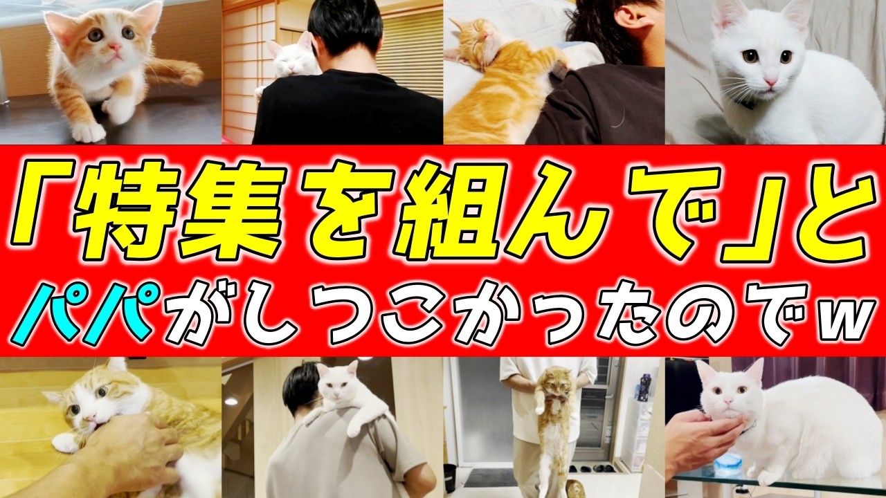 パパと三兄弟猫達の思い出いっぱいの成長記録！［猫と人間の家族のパパ］