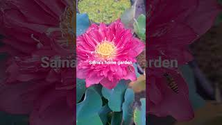 affection16🪷#lotus#lotusflower #nature#saina#shorts#viral #flowers#short#villagelife #haritha#like