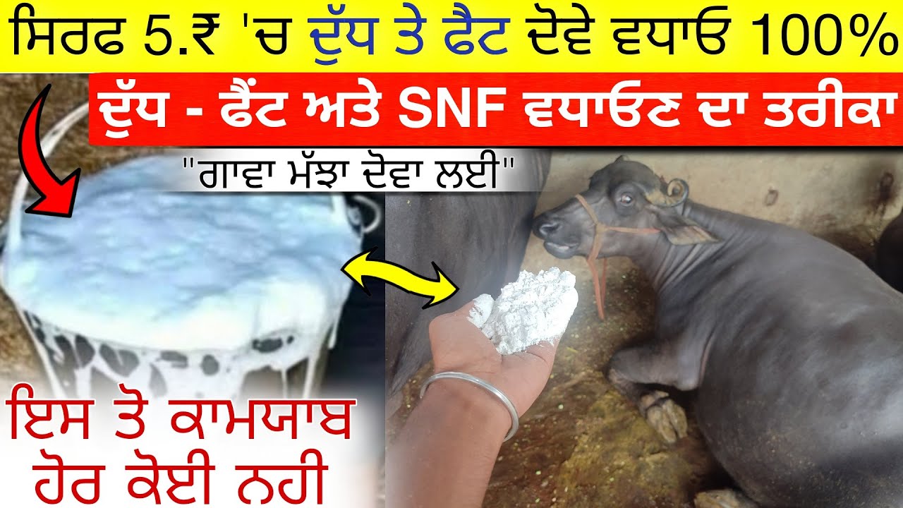 Desi formula for increase milk of cow/buffalo | ਦੁੱਧ ਤੇ ਫੈਟ ਵਧਾਓਣ ਦਾ ਦੇਸੀ ਤਰੀਕਾ | dairy farming
