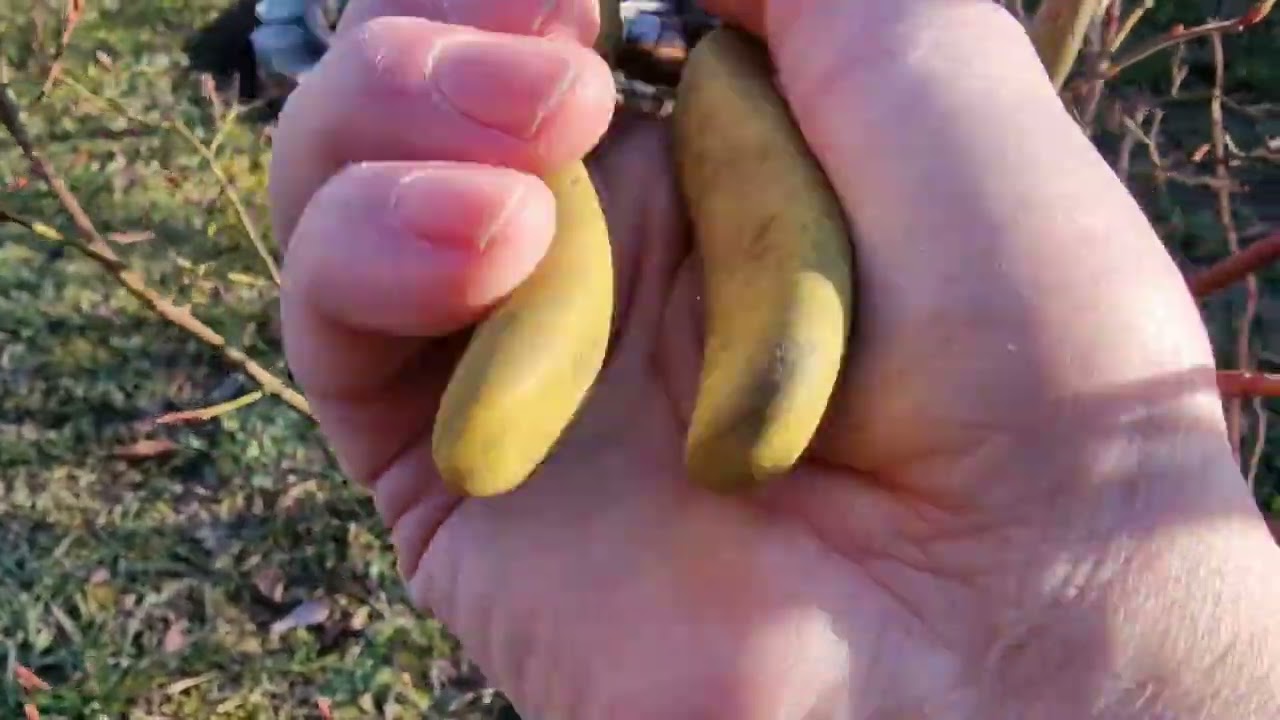 Հապալասի թփերի էտը Обрезка кустов черники Pruning blueberry bushes Prořezávání borůvkových keřů