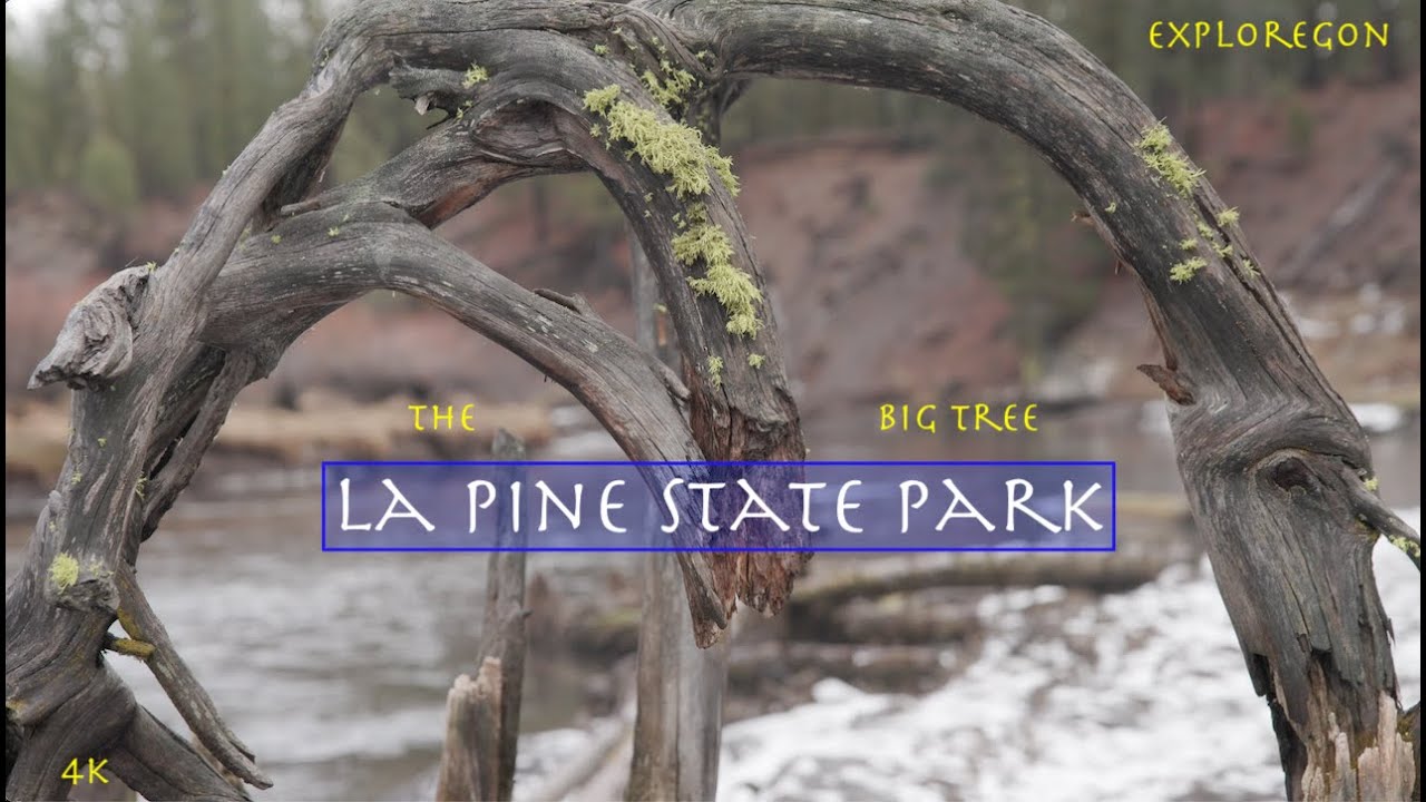 Cougar Woods to Big Tree: A Central Oregon Hike for the Records!