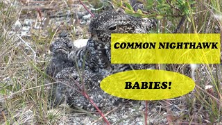 COMMON NIGHTHAWK WITH BABIES!