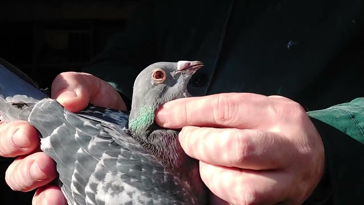 "Zaza" 100% Sam de Jong - Matei Dorin