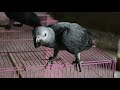 African Gray Parrot chicks - Out of cage for the first time