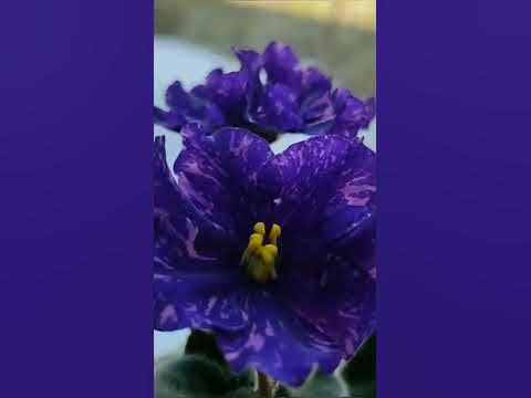 ФИАЛКА НД- ОГНИ ЗАПОЛЯРЬЯ НАВЕРНО ЭТО МОЙ РАЙ - YouTube