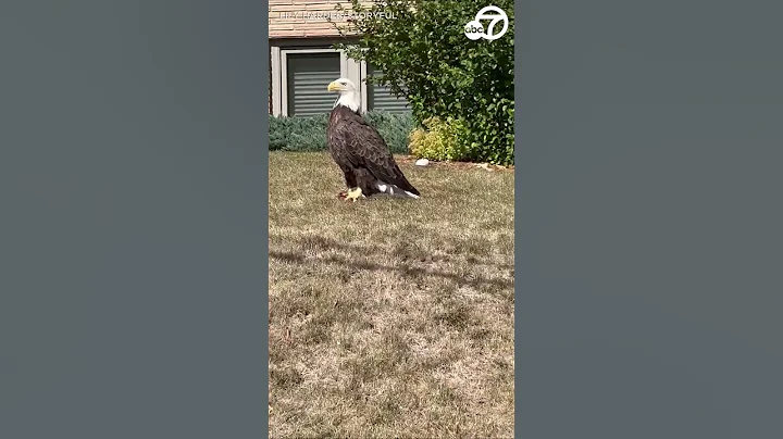 Majestic bald eagle spotted in Minnesota neighborh...