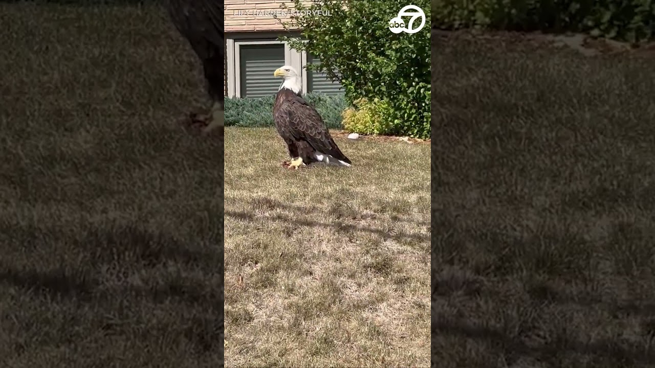 Majestic bald eagle spotted in Minnesota neighborhood