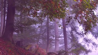 Herbstlied - Bald fällt von diesen Zweigen (Hoffmann von Fallersleben) chords