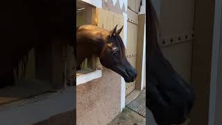 اجمل خيل عربي اصيل في العالم