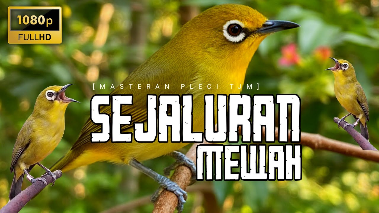 🔴 LIVE Masteran Pleci Nembak SEJALUR MEWAH