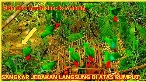 MENJEBAK BURUNG SERINDIT PAKAI SANGKAR JEBAKAN/Bird Trap