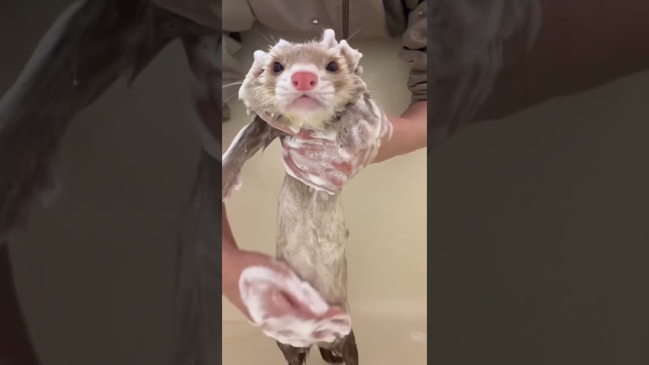 #мем