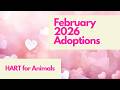 February 2026 Adoptions