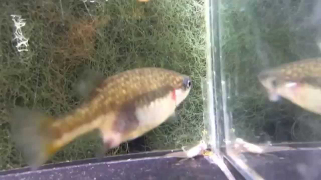 Fish gives birth to 5 fry in 5 seconds! Xenotoca eiseni rare livebearing fish.