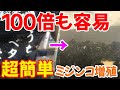 【ミジンコの増やし方】ある商品を使ってミジンコが本当に増えるのか試してみた【繁殖・増殖】