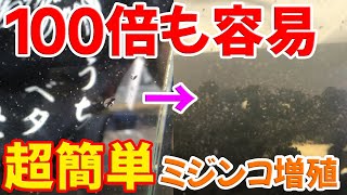 【ミジンコの増やし方】ある商品を使ってミジンコが本当に増えるのか試してみた【繁殖・増殖】