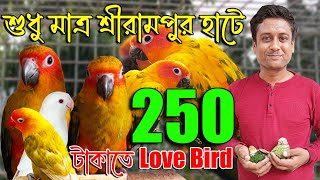 শুধু মাত্র শ্রীরামপুর পাখির হাটে  250 টাকা থেকে Love Bird পাখিBest Bird Market In Serampore |