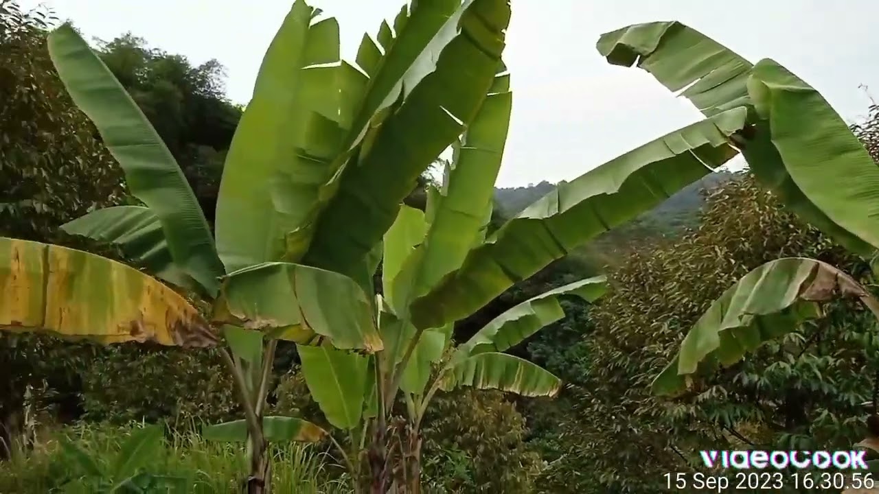 ❌Sold out _[ kebun durian ] 200 pohon✨ Daerah sekitar kawasan wisata buah naga  ✓cijambe - Subang