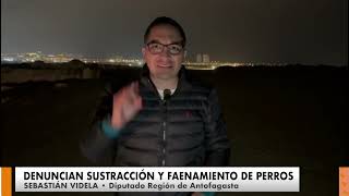 Denuncian sustracción y faenamiento de perros en Antofagasta