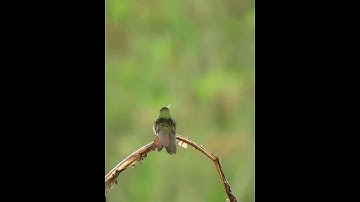 Burung Berwarna Cantik - Part 35 #shorts #shortsvideo