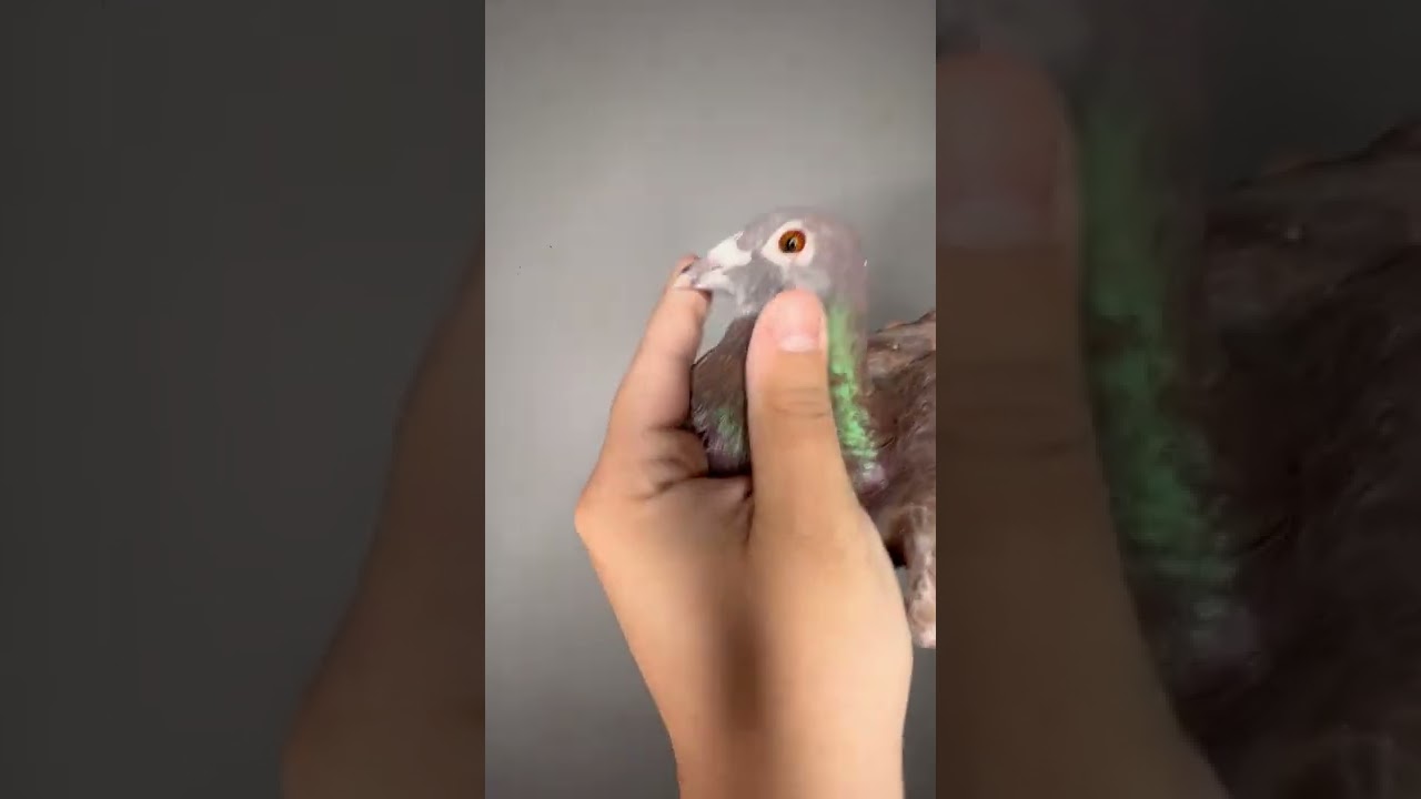 21758 - 2021 Olteanu Cosmin