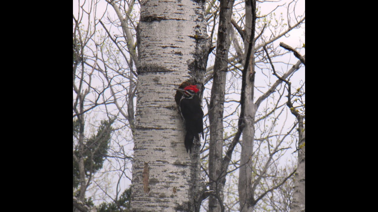 Pileated Woodpecker Making a Cavity Nest in a Tree YouTube