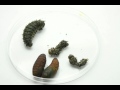 Larva to Pupa--Pandora Moth Educational Time Lapse