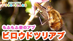 ネイチャーエンジニアいきものちゃんねる Youtube