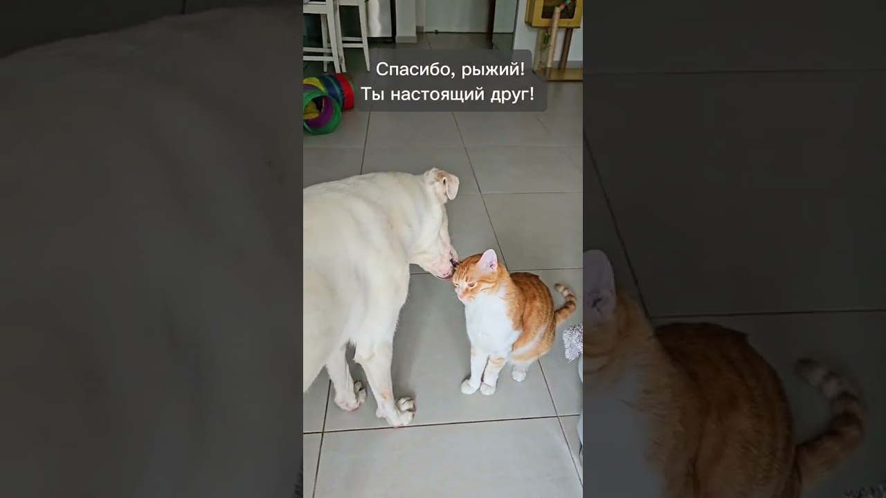 Спаситель (архивное)