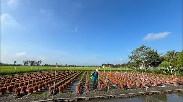 PHÒNG NGỪA BÊNH BẢ TRẦU, ĐỐM LÁ. KỸ THUẬT TRỒNG HOA CÚC PHA LÊ - TẬP 2 | TẾT 2025