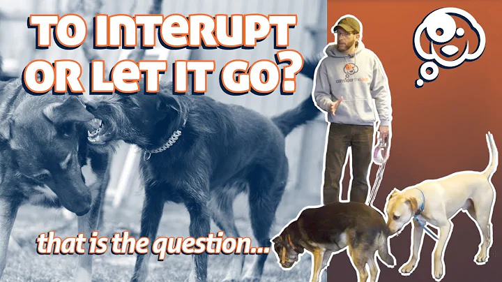 How to Socialize Fearful or Aggressive Dogs