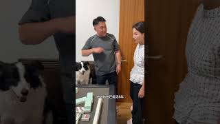 我問邊牧軟軟還能活多少年 #邊牧 #寵物 #麻將 #麻將技術 #pets #funny #fun #搞笑影片