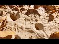 Antlions and Their Prey