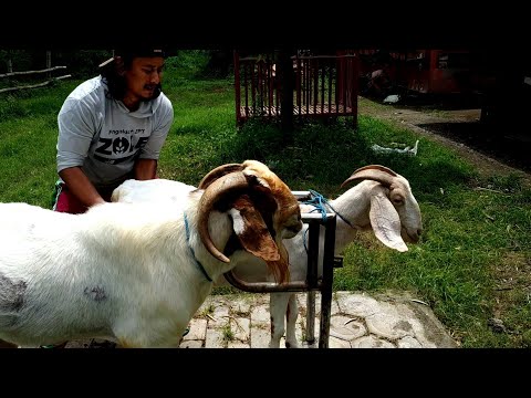 Goat Farming for meat goats | Boer Goat Farm in Village