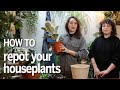 How to repot your houseplant | A simple guide