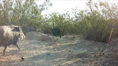 Three javelina and an ending that might give you a scare
