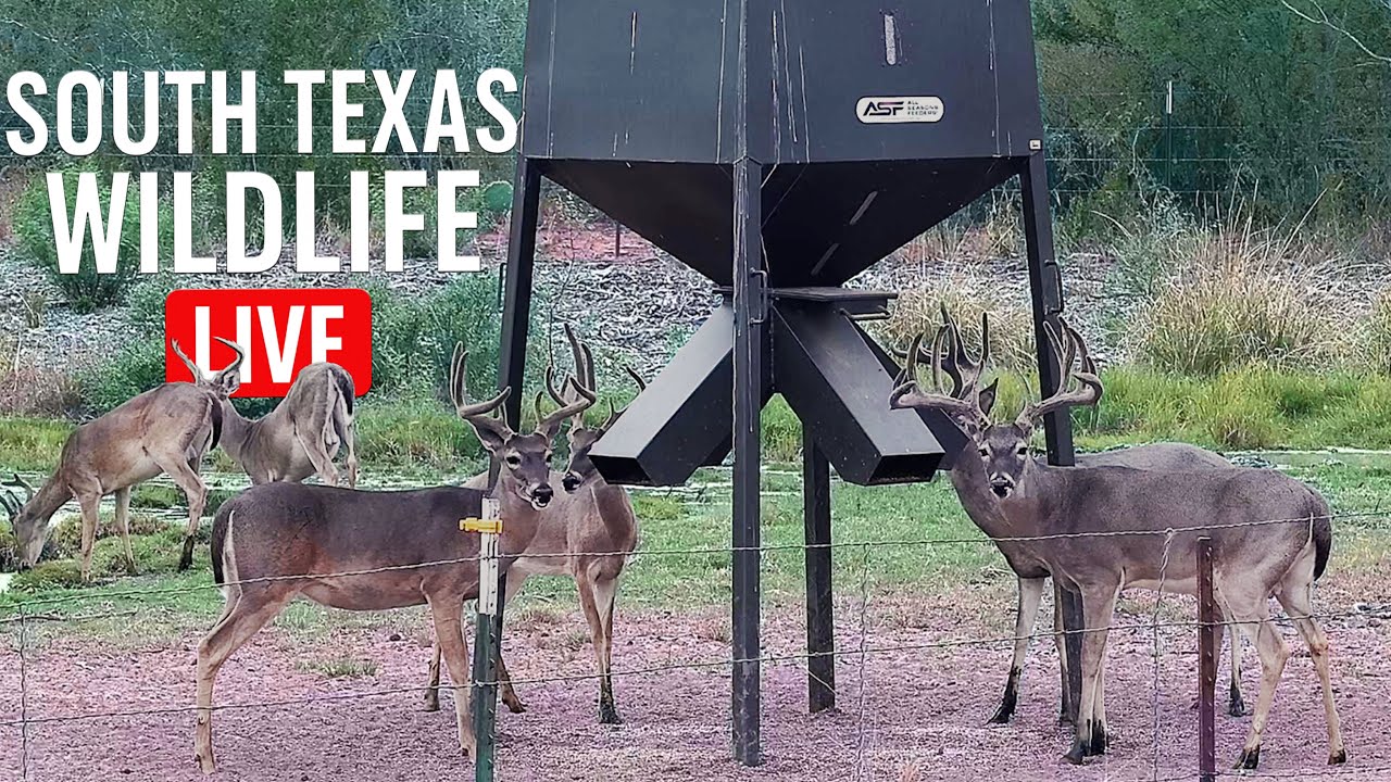 Five Live rotating Feeder Cameras! 24/7 Live Stream!