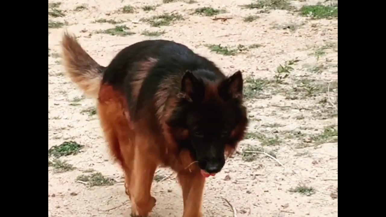 German shepherd black mask proven stud YouTube