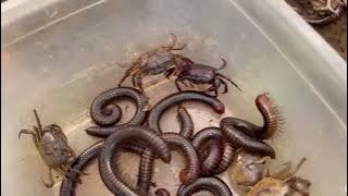 Wow Best Catch biggest beautiful millipedes and crabs #insects #millipedes #animals 