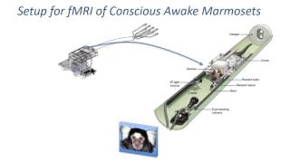 Alfonso Silva: Preclinical Neural MRI for Basic Neuroscience