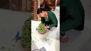 ज़ेड प्लांट की सिंपल #ZZPlantCare, #PlantPruning, #HealthyZZPlant,