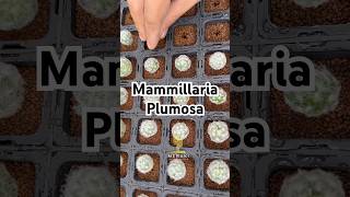 Replanting Mammillaria Plumosa seedlings #cactus #succulent #cactusgarden #kaktus #mammillaria #seed