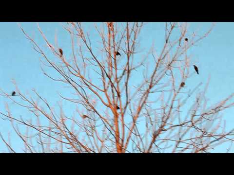 I saw these birds at Lion's Den Gorge Park in Ozaukee County, Wisconsin in Fall. They were singing from trees in the marshy area, and I decided to record them.
