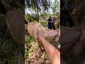 Cara penyuntikan cepat pada sapi galak‼️#shorts #animals #cow