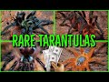 Top 10 RARE & EXPENSIVE Tarantulas 2021